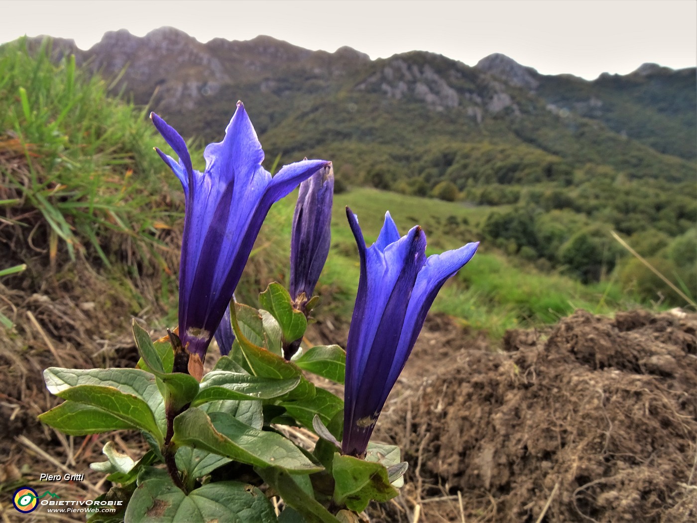 51 Gentiana asclepiadea (Genziana minore) si mantiene ancora ben colorata.JPG